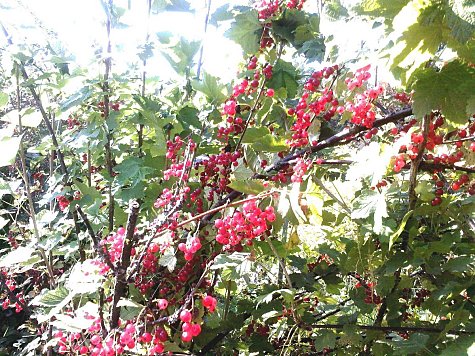 Branches rouges