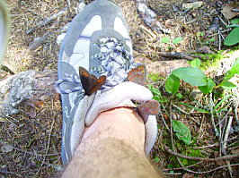 Des papillons, des papillons, des papillons...