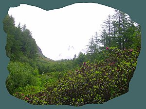 Forêt de Chamonix et aiguille du midi dans la brume