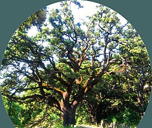 2010-06-10-arbre-ganagobie.jpg