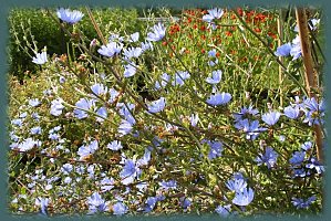 Fleurs (photo de René Derenne)