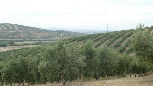 Image/photo